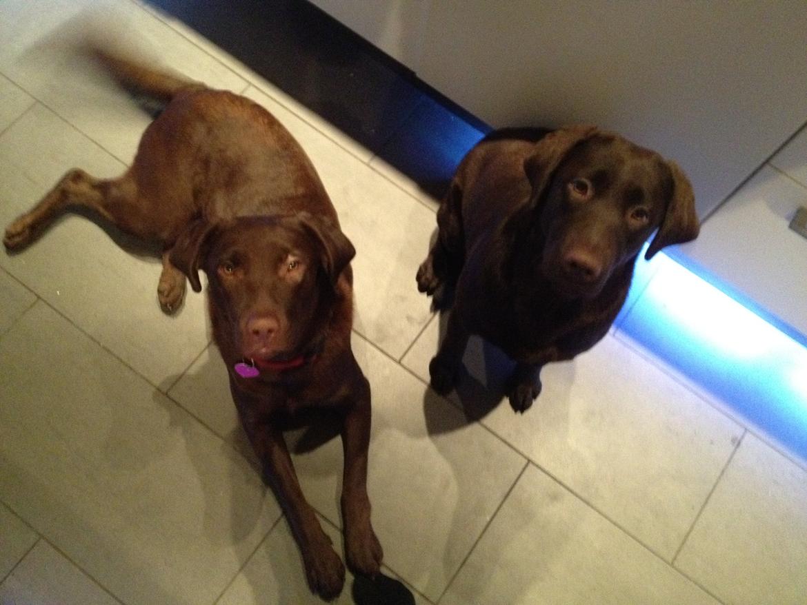 Labrador retriever muffi - Muffi og hendes søster luna :) billede 10