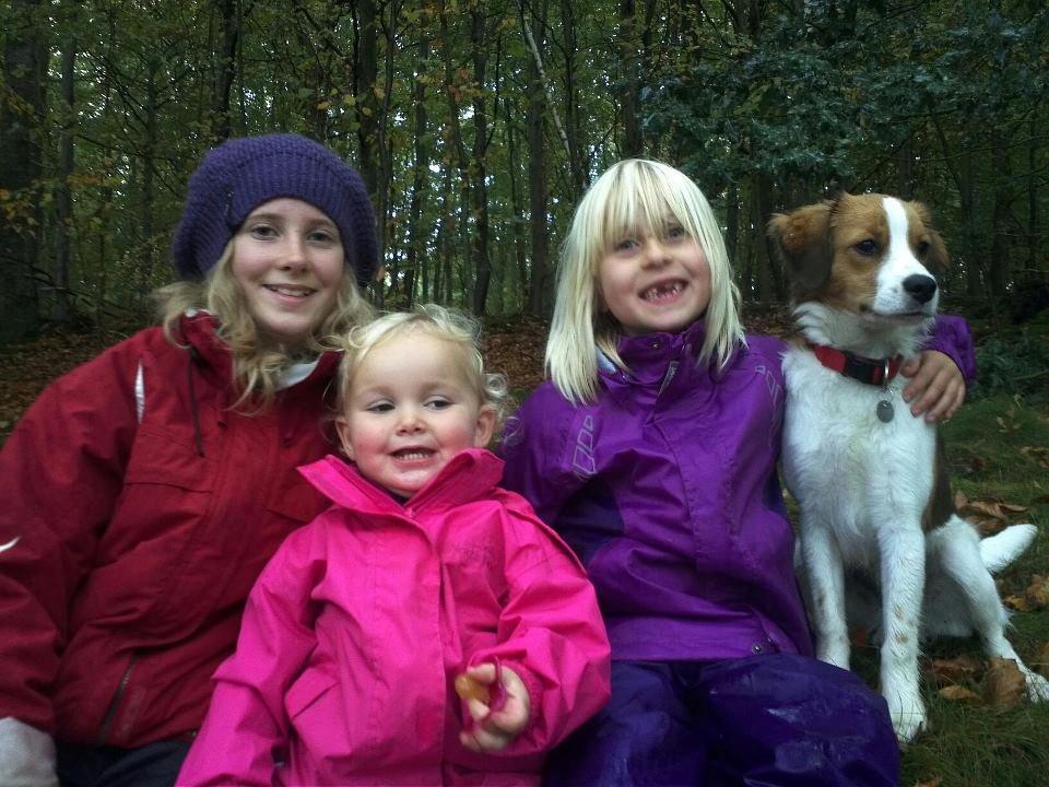 Kooikerhondje Charlie - Hele familien samlet. billede 9