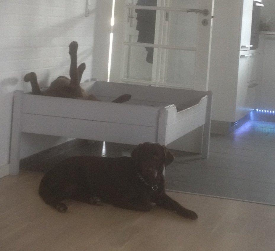 Labrador retriever muffi - Luna fylder hele sengen så Muffi må nøjes med gulvet :D billede 11