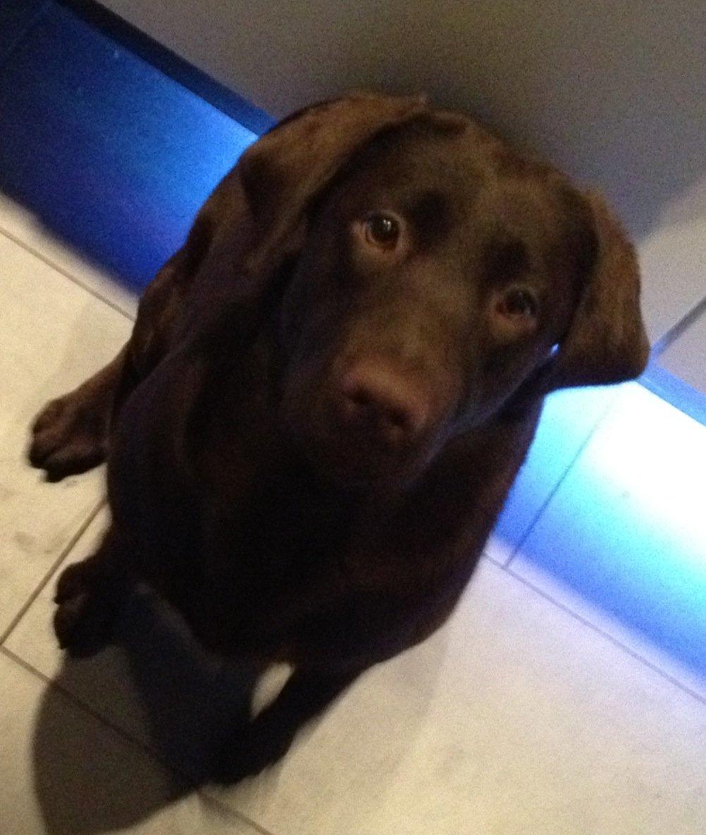 Labrador retriever muffi - <3 såå sød :) billede 12