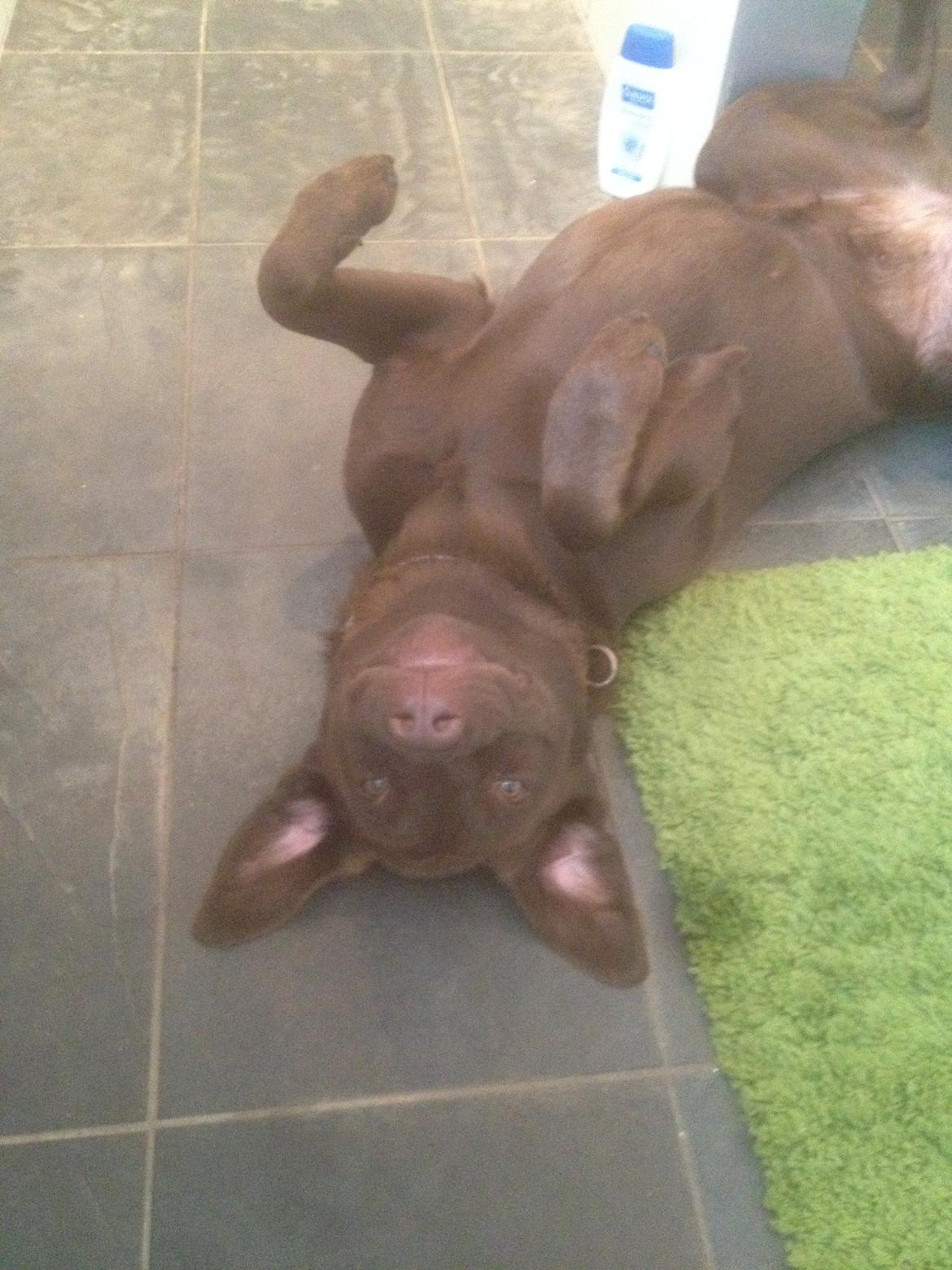 Labrador retriever muffi - Luna Hygger sig <3 Haha skøre hund !! billede 13