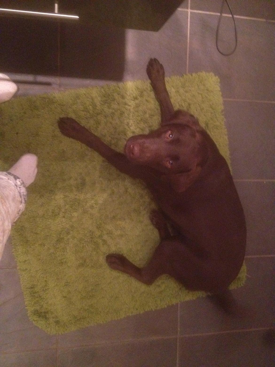 Labrador retriever muffi - Muffi <3 billede 14