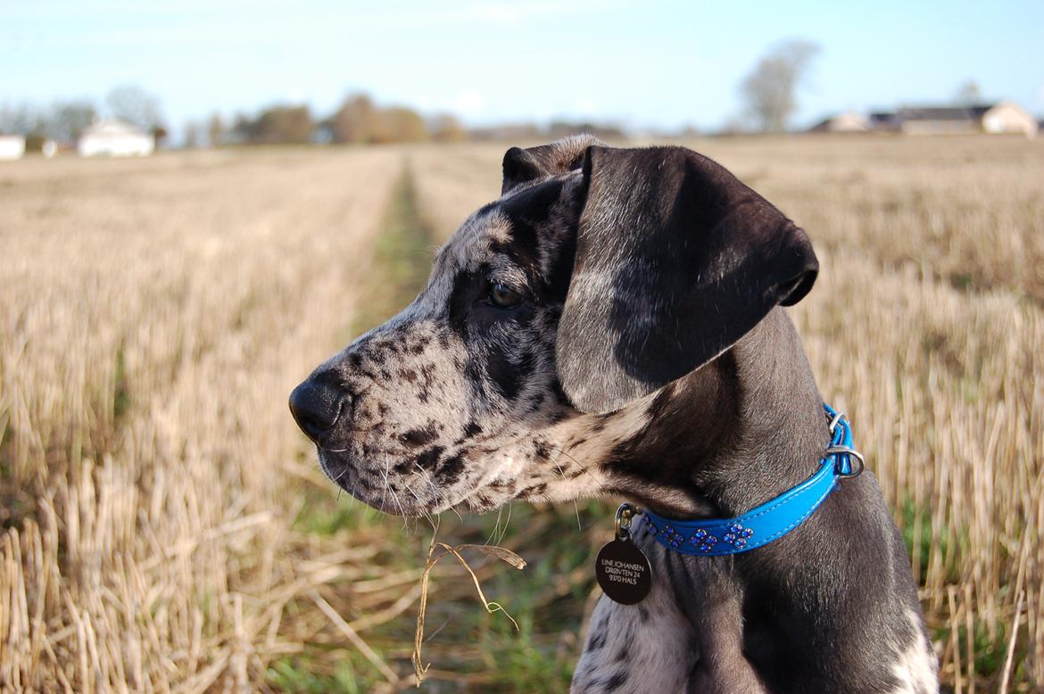 Grand danois Alvin billede 14