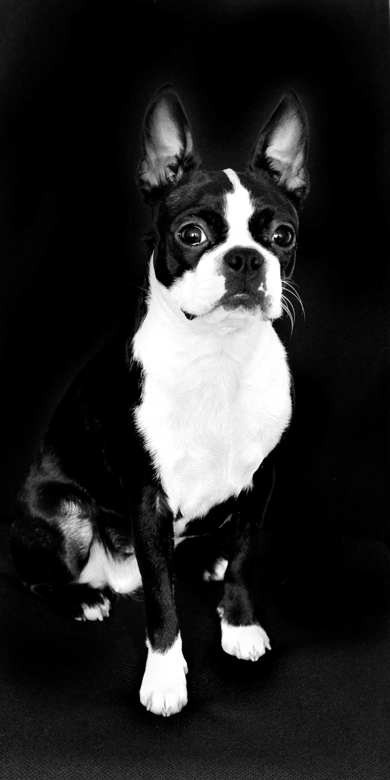 Boston terrier Donna billede 7