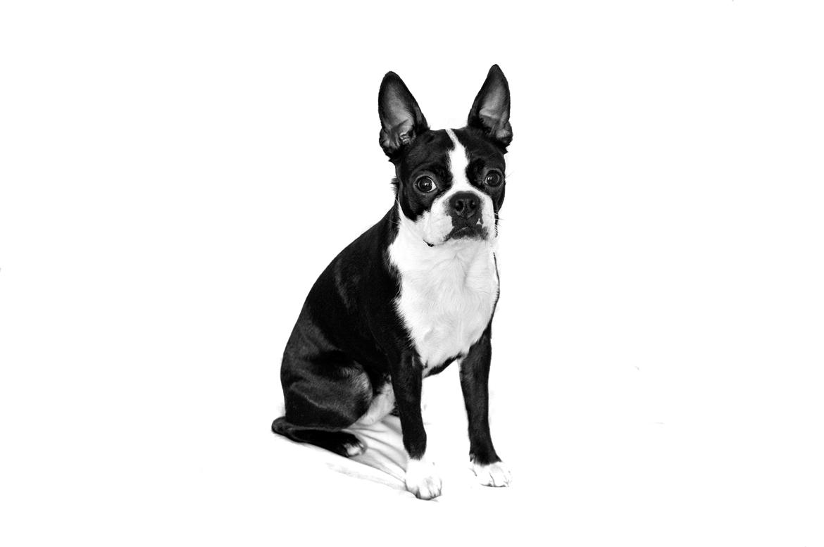Boston terrier Donna billede 4