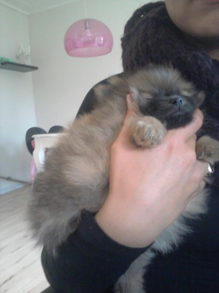 Pomeranian panuu billede 9