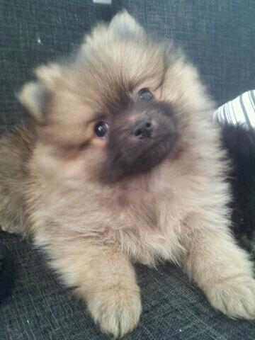Pomeranian panuu billede 10