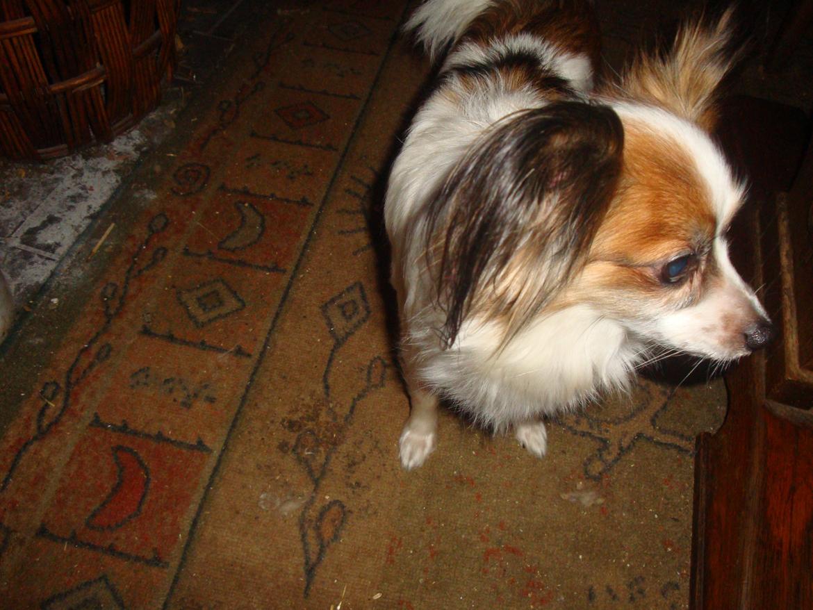 Papillon Jeanne d`Archs Victoria kaldet Vicky billede 8