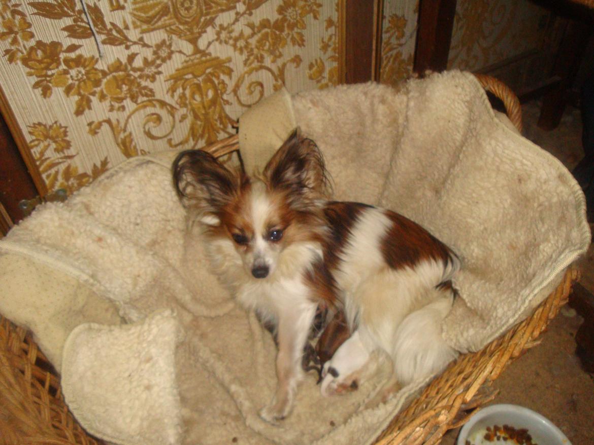Papillon Jeanne d`Archs Victoria kaldet Vicky billede 10