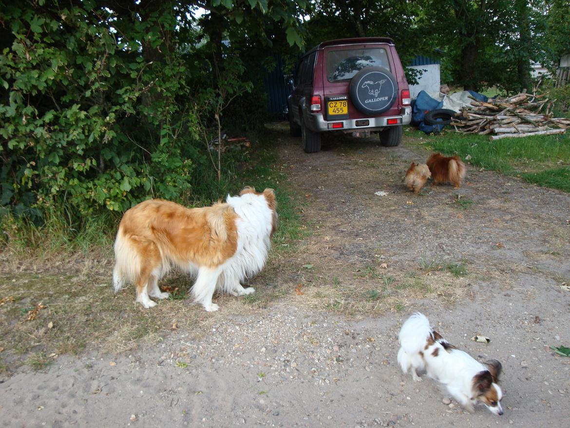 Papillon Jeanne d`Archs Victoria kaldet Vicky billede 11