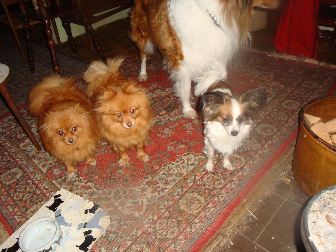 Papillon Jeanne d`Archs Victoria kaldet Vicky billede 12