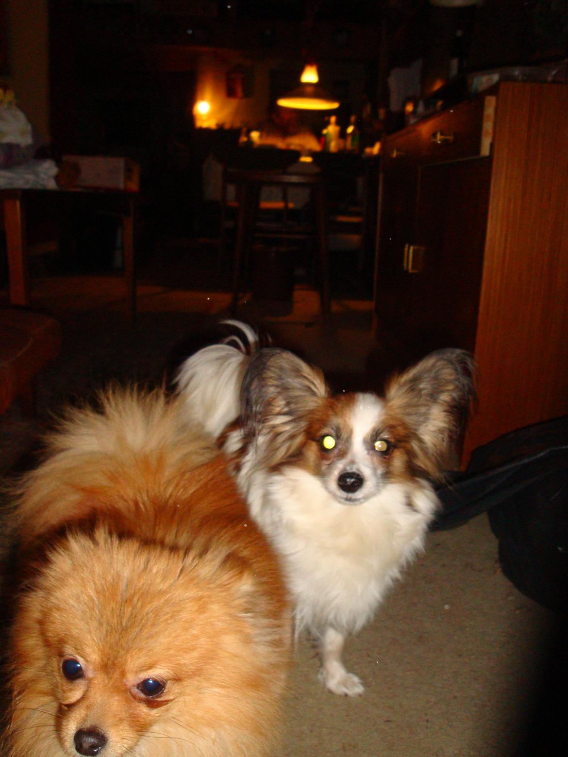 Papillon Jeanne d`Archs Victoria kaldet Vicky billede 13