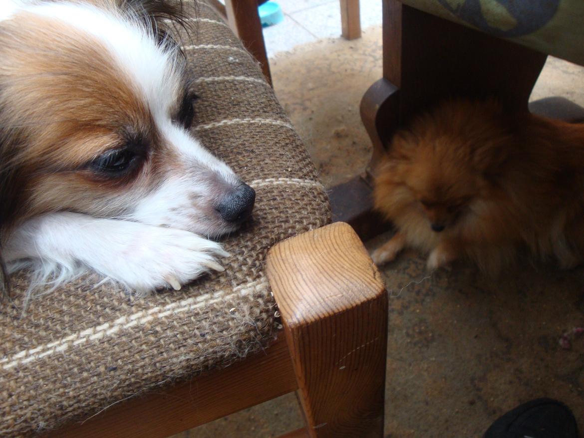 Papillon Jeanne d`Archs Victoria kaldet Vicky billede 14