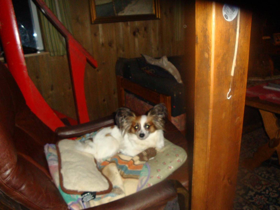 Papillon Jeanne d`Archs Victoria kaldet Vicky billede 15