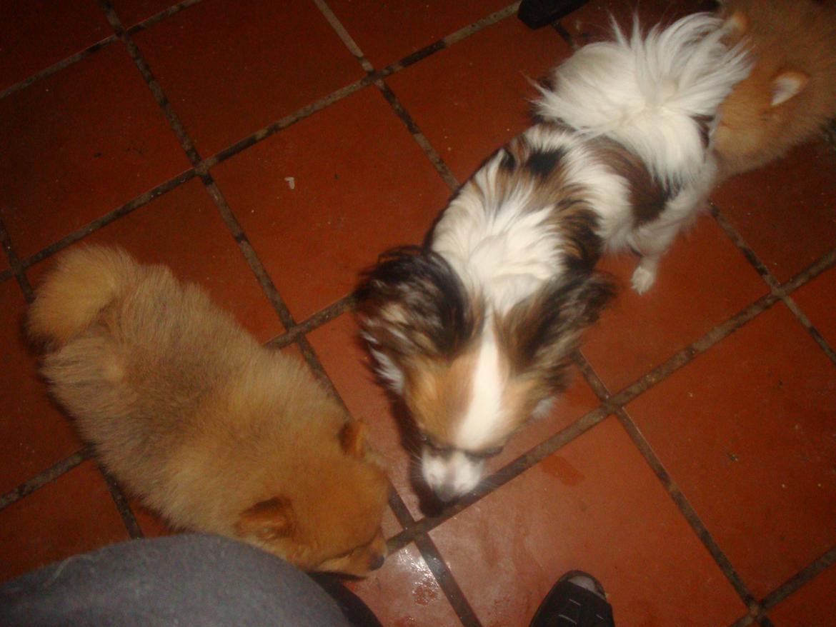 Papillon Jeanne d`Archs Victoria kaldet Vicky billede 16