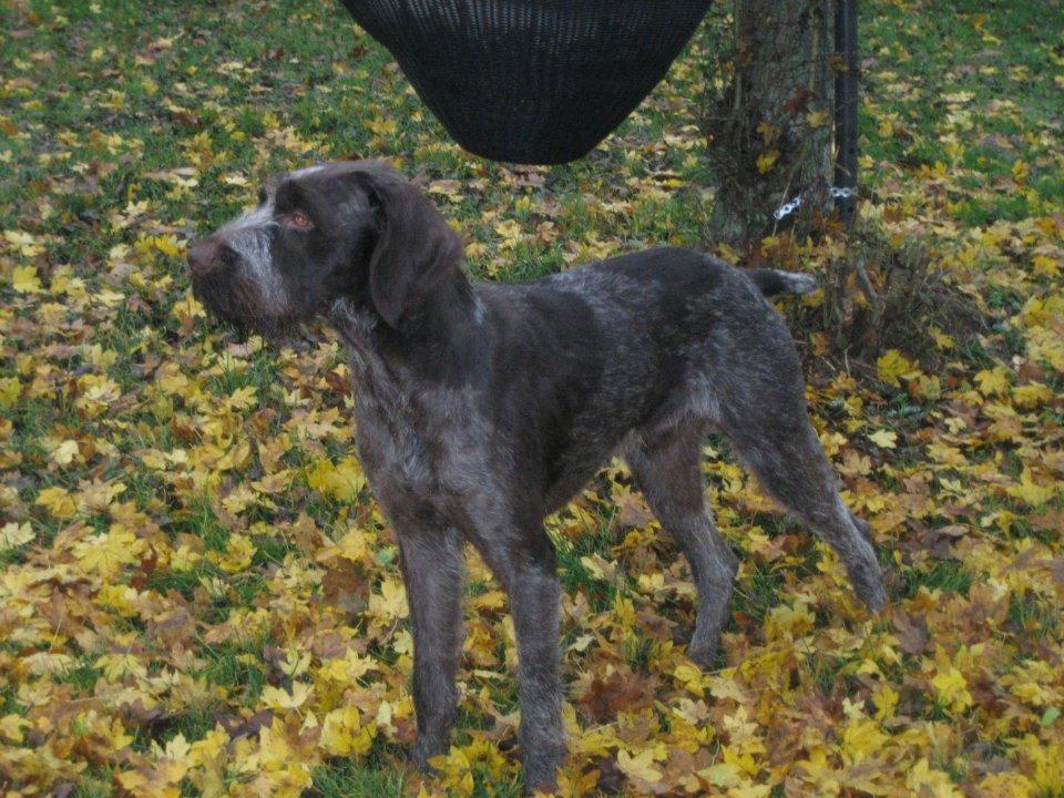 Ruhåret hønsehund Herman Kærholt - smukke herman billede 1