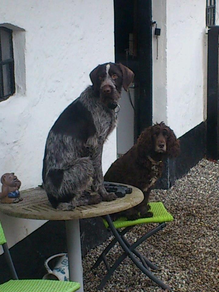 Ruhåret hønsehund Herman Kærholt - hmm billede 2