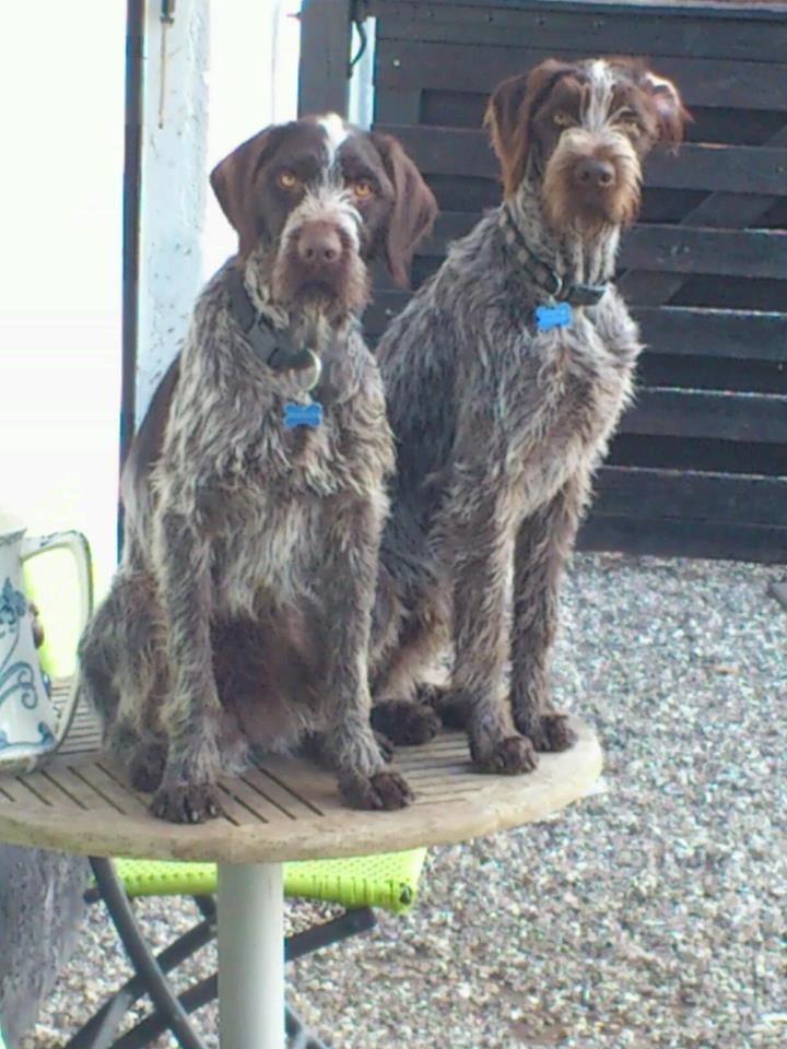 Ruhåret hønsehund Herman Kærholt - Herman tv theo th billede 3