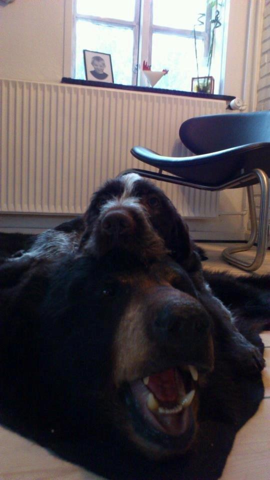 Ruhåret hønsehund Herman Kærholt - elsker bamser billede 4