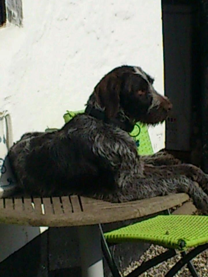 Ruhåret hønsehund Herman Kærholt - elsker bordet billede 5