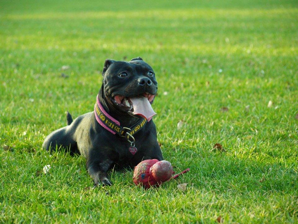 Staffordshire bull terrier Rally-B Amazing Staffs Breathtaking Luna billede 4