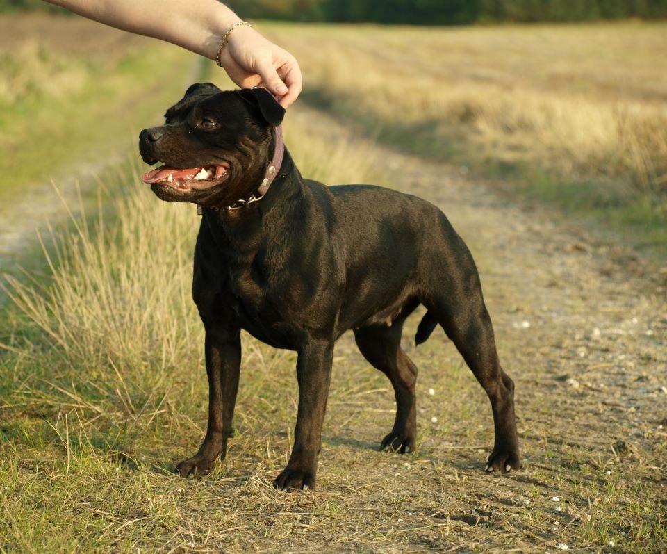 Staffordshire bull terrier Rally-B Amazing Staffs Breathtaking Luna billede 2