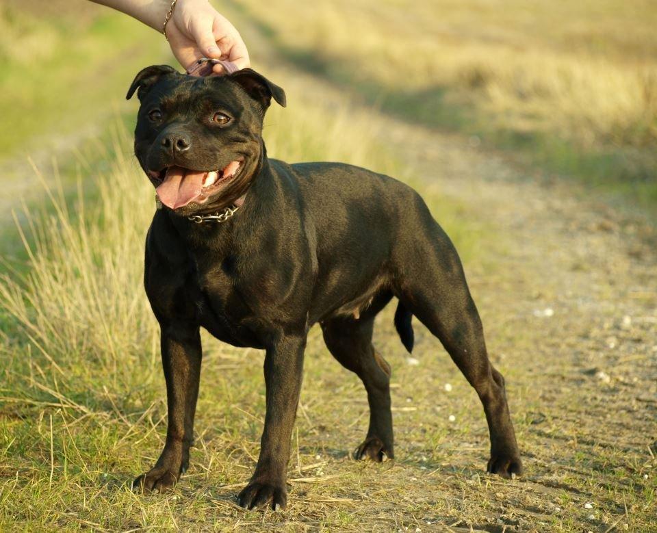 Staffordshire bull terrier Rally-B Amazing Staffs Breathtaking Luna billede 1
