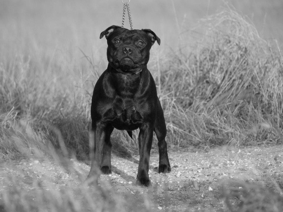 Staffordshire bull terrier Rally-B Amazing Staffs Breathtaking Luna billede 3