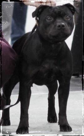 Staffordshire bull terrier Rally-B Amazing Staffs Breathtaking Luna billede 5