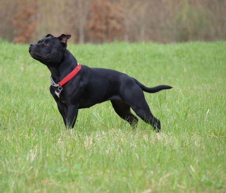 Staffordshire bull terrier KTH-B KTH-S Amazing Staffs All Perfection billede 11