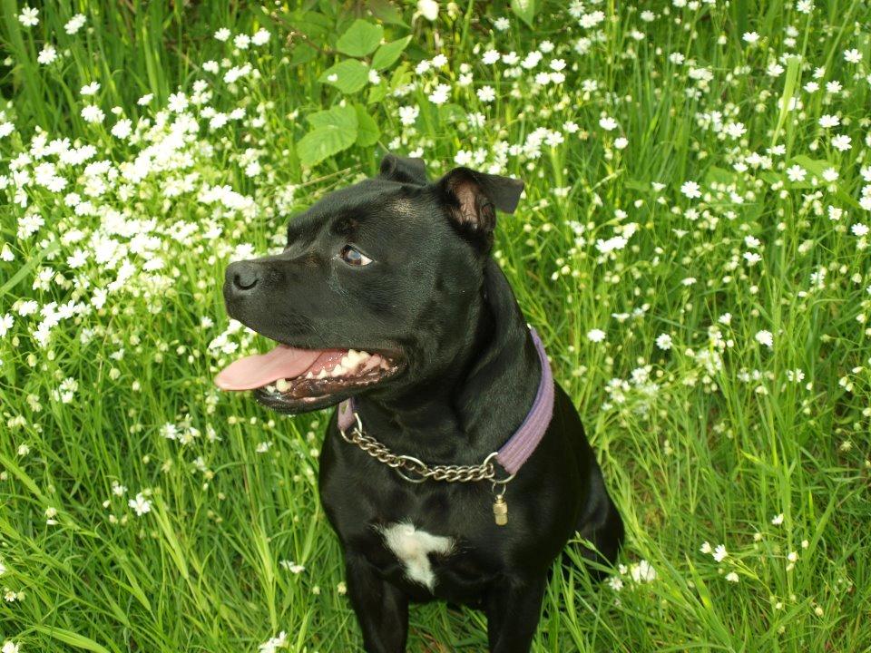 Staffordshire bull terrier KTH-B KTH-S Amazing Staffs All Perfection billede 12