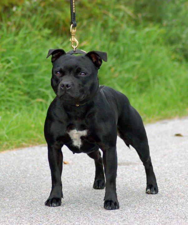 Staffordshire bull terrier KTH-B KTH-S Amazing Staffs All Perfection billede 13