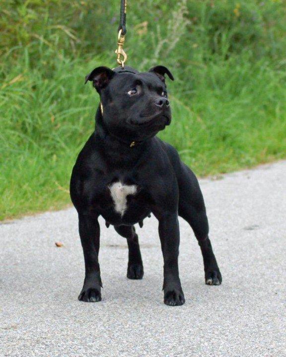 Staffordshire bull terrier KTH-B KTH-S Amazing Staffs All Perfection billede 14