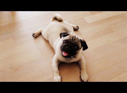 Mops Pelle billede 13