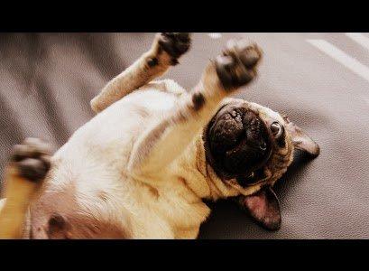 Mops Pelle billede 14