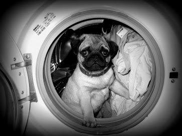 Mops Pelle - Jeg har altid været vild med at ligge i vasketøj.. Her prøver jeg at redde det fra at blive vasket.. billede 16