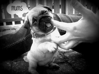 Mops Pelle - Da jeg var lille kunne jeg godt li' fingre, i dag går jeg efter tæerne billede 15