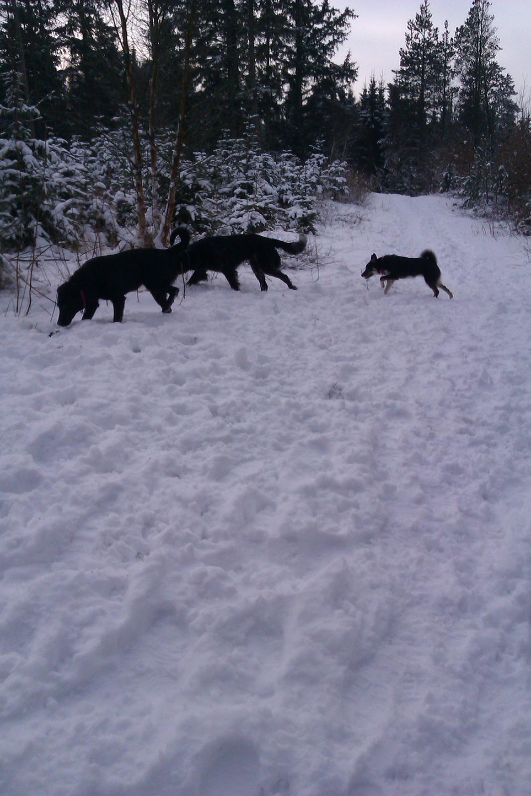 Grosser Münsterländer Chili.. Hvil i fred min pige. billede 13
