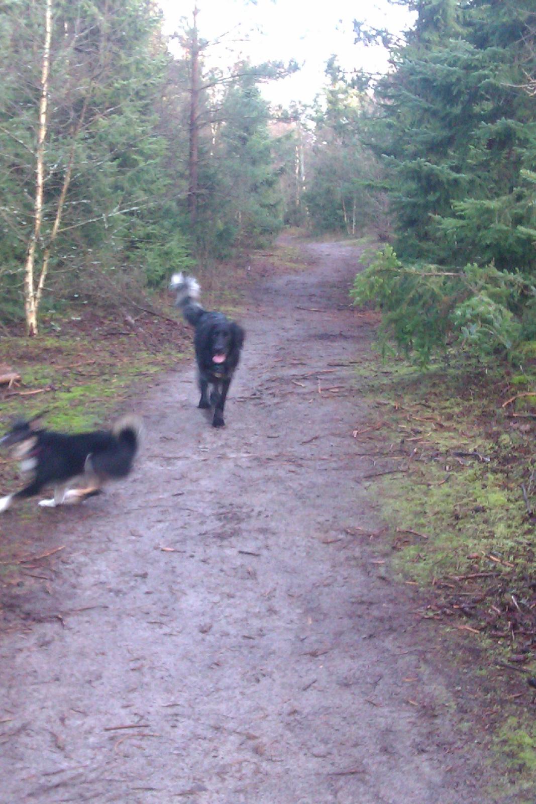 Grosser Münsterländer Chili.. Hvil i fred min pige. billede 14