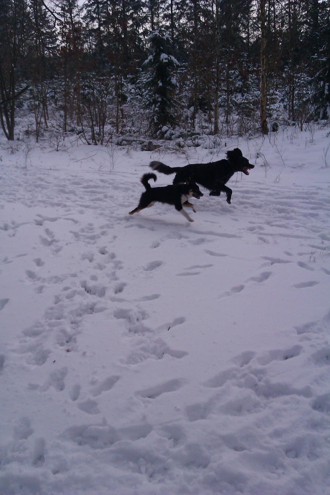 Grosser Münsterländer Chili.. Hvil i fred min pige. billede 15