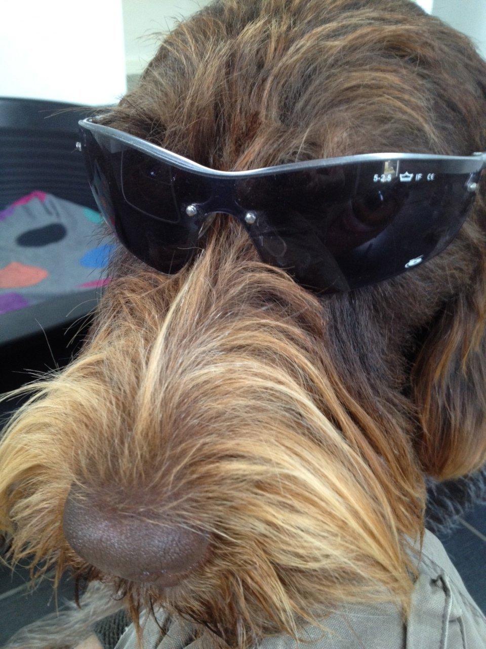 Ruhåret hønsehund Ludvig billede 1