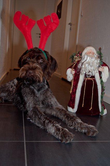 Ruhåret hønsehund Ludvig - Ludvig og julemanden:) billede 2