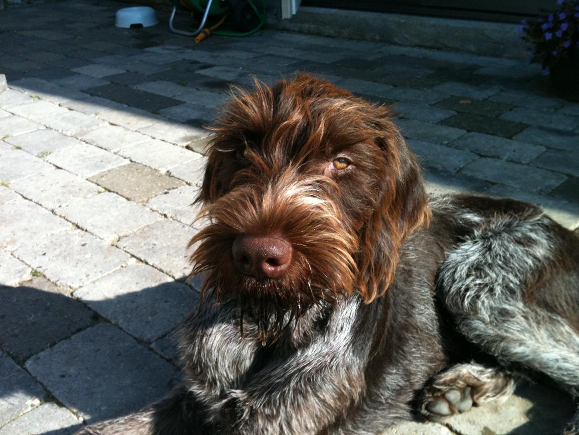 Ruhåret hønsehund Ludvig billede 3