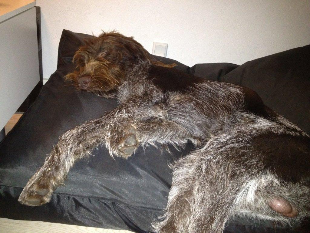 Ruhåret hønsehund Ludvig billede 4