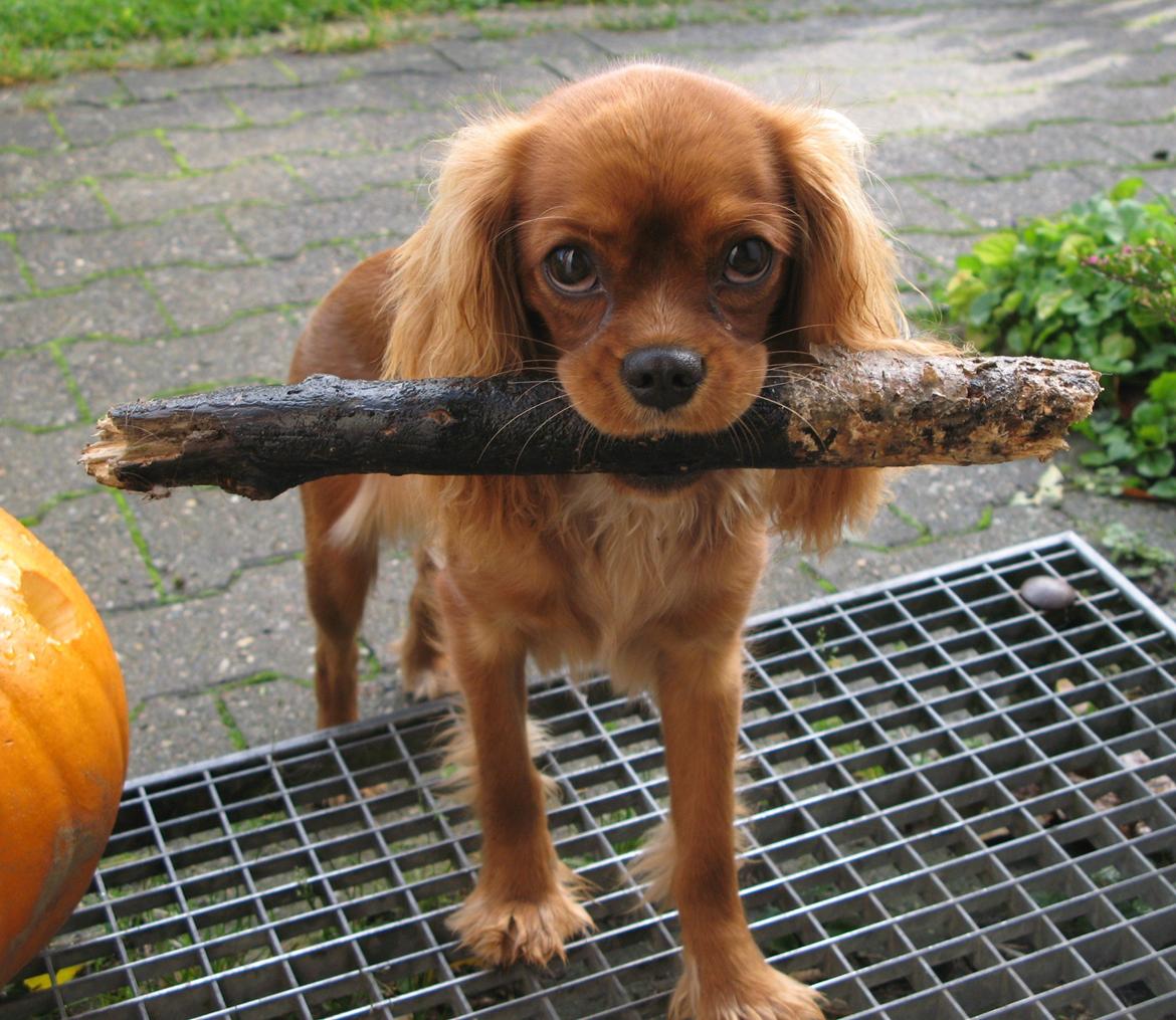 Cavalier king charles spaniel Nellie 30/3-12 - 4/9-17 - Please, må jeg ikke nok få pinden med indenfor? billede 2