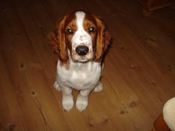 Welsh springer spaniel Chico - se så pænt jeg kan sidde her og vente på en godbid.  billede 1