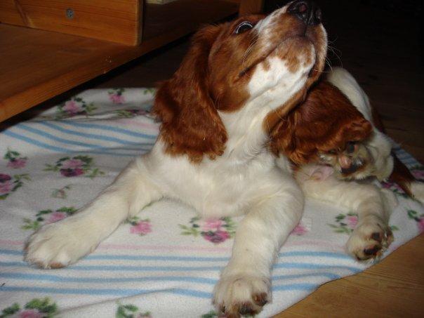 Welsh springer spaniel Chico - aaaah, det klør lige dér.. billede 2