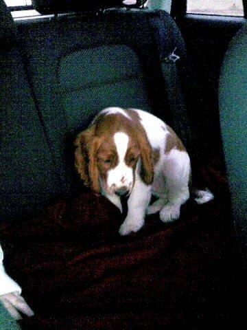 Welsh springer spaniel Chico - nu har min nye familie hentet mig, og jeg er nu 10 uger gammel på vej til mit nye hjem. billede 3