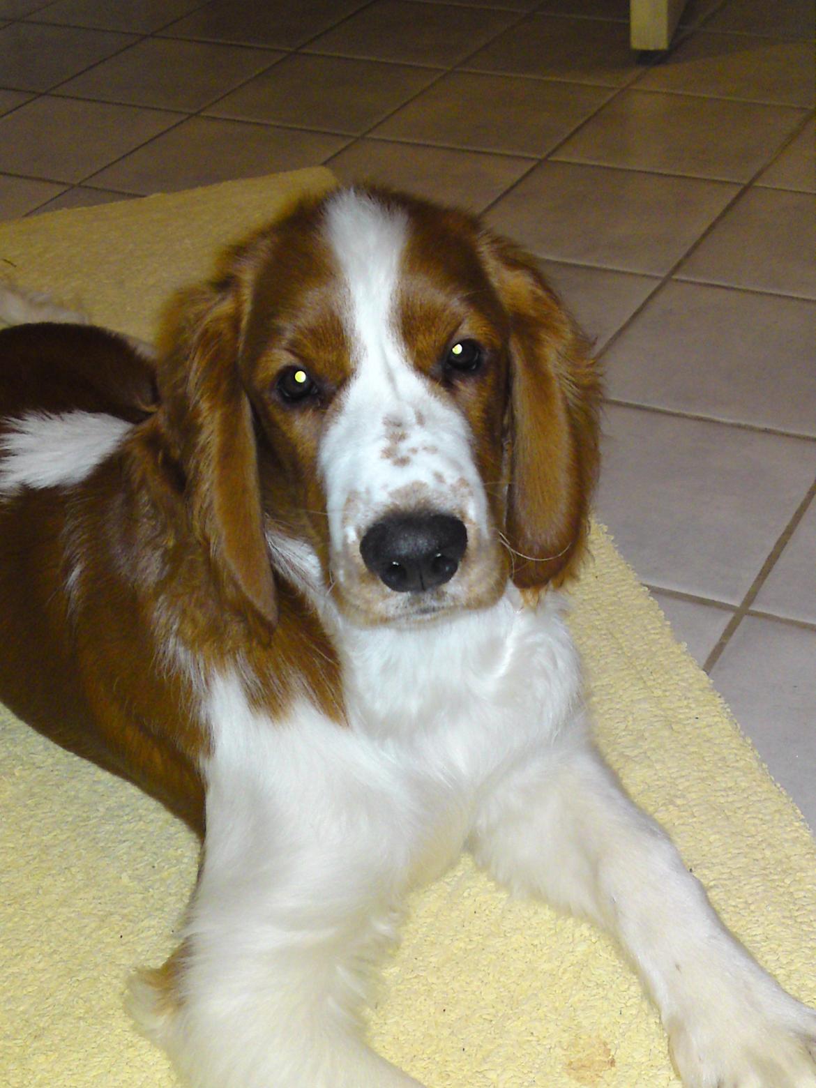 Welsh springer spaniel Chico - Jeg elsker dette billede :-) billede 4