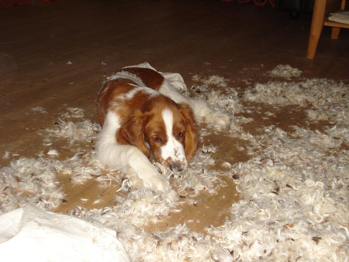 Welsh springer spaniel Chico - ups, nu tror jeg ikke mor bliver glad, når der er fjer i hele stuen. jeg prøver lige om jeg kan gemme mig i dem.  billede 5
